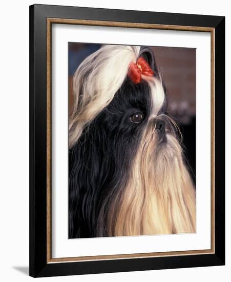 Shih Tzu Profile with Hair Tied Up-Adriano Bacchella-Framed Photographic Print