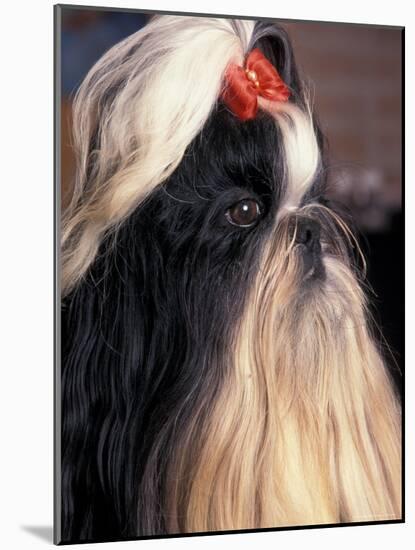 Shih Tzu Profile with Hair Tied Up-Adriano Bacchella-Mounted Photographic Print