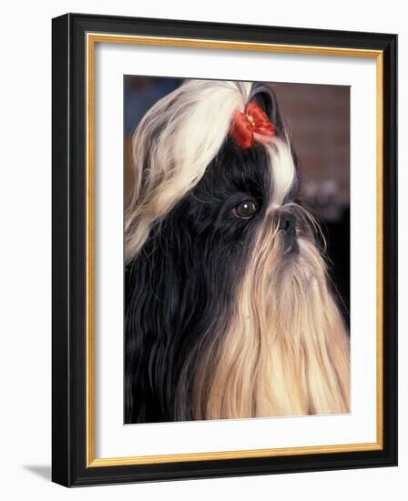 Shih Tzu Profile with Hair Tied Up-Adriano Bacchella-Framed Photographic Print