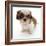 Shih Tzu Pup, 7 Weeks Old, Sitting Down-Jane Burton-Framed Photographic Print