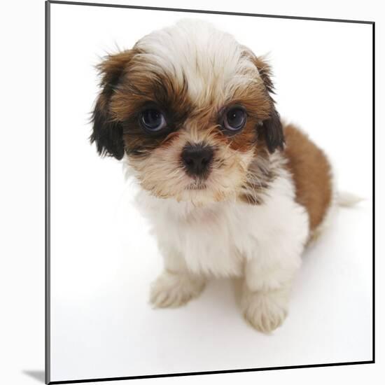 Shih Tzu Pup, 7 Weeks Old, Sitting Down-Jane Burton-Mounted Photographic Print