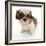 Shih Tzu Pup, 7 Weeks Old, Sitting Down-Jane Burton-Framed Photographic Print