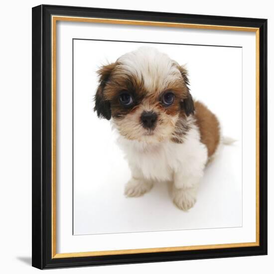 Shih Tzu Pup, 7 Weeks Old, Sitting Down-Jane Burton-Framed Photographic Print