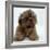 Shih Tzu Puppy, 7 Weeks Old, Lying Down with Head Up-Jane Burton-Framed Photographic Print