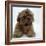 Shih Tzu Puppy, 7 Weeks Old, Lying Down with Head Up-Jane Burton-Framed Photographic Print