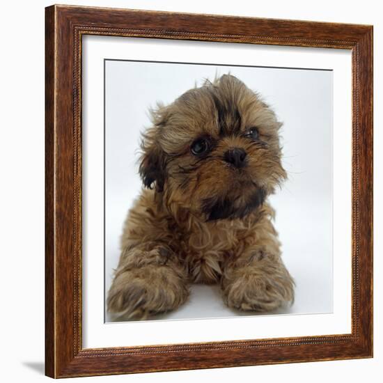 Shih Tzu Puppy, 7 Weeks Old, Lying Down with Head Up-Jane Burton-Framed Photographic Print