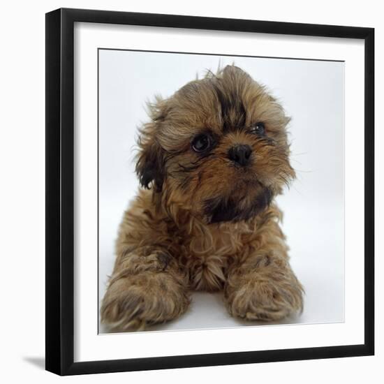 Shih Tzu Puppy, 7 Weeks Old, Lying Down with Head Up-Jane Burton-Framed Photographic Print