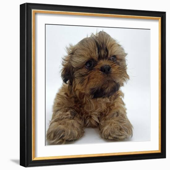 Shih Tzu Puppy, 7 Weeks Old, Lying Down with Head Up-Jane Burton-Framed Photographic Print