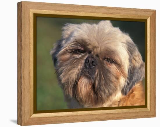 Shih Tzu Puppy Portrait-Adriano Bacchella-Framed Premier Image Canvas