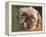 Shih Tzu Puppy Portrait-Adriano Bacchella-Framed Premier Image Canvas