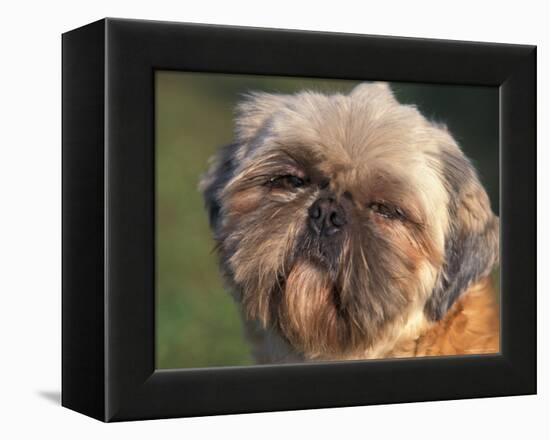 Shih Tzu Puppy Portrait-Adriano Bacchella-Framed Premier Image Canvas