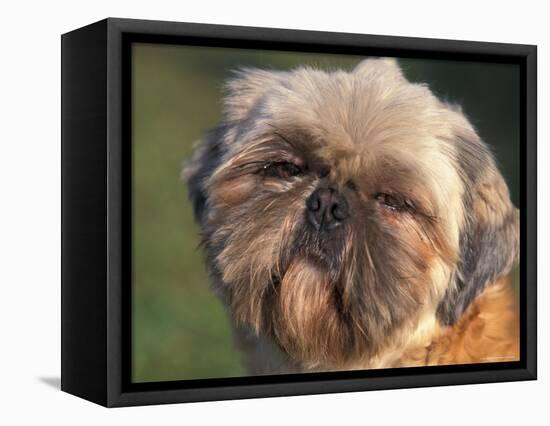 Shih Tzu Puppy Portrait-Adriano Bacchella-Framed Premier Image Canvas