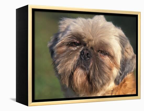 Shih Tzu Puppy Portrait-Adriano Bacchella-Framed Premier Image Canvas