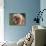 Shih Tzu Puppy Portrait-Adriano Bacchella-Photographic Print displayed on a wall