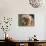 Shih Tzu Puppy Portrait-Adriano Bacchella-Photographic Print displayed on a wall