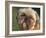 Shih Tzu Puppy Portrait-Adriano Bacchella-Framed Photographic Print