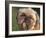 Shih Tzu Puppy Portrait-Adriano Bacchella-Framed Photographic Print