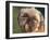 Shih Tzu Puppy Portrait-Adriano Bacchella-Framed Photographic Print