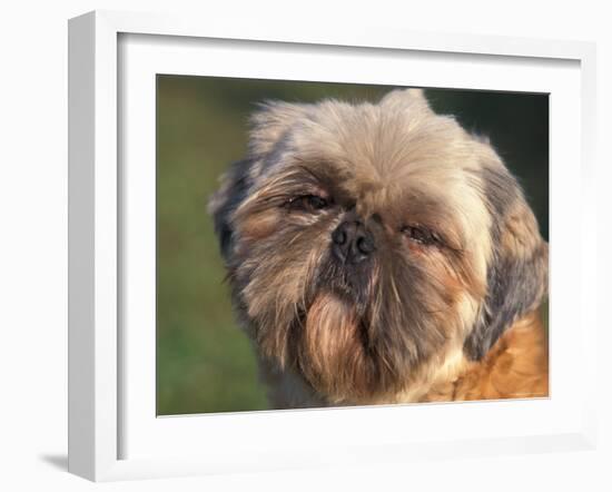 Shih Tzu Puppy Portrait-Adriano Bacchella-Framed Photographic Print