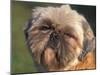 Shih Tzu Puppy Portrait-Adriano Bacchella-Mounted Photographic Print