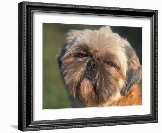 Shih Tzu Puppy Portrait-Adriano Bacchella-Framed Photographic Print