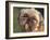 Shih Tzu Puppy Portrait-Adriano Bacchella-Framed Photographic Print