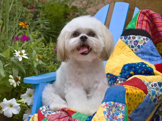Shih Tzu Puppy Sitting On A Colorful Quilt In A Garden Photographic