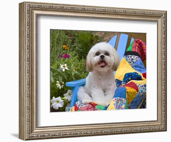 Shih Tzu puppy sitting on a colorful quilt in a garden-Zandria Muench Beraldo-Framed Photographic Print