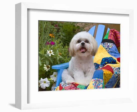 Shih Tzu puppy sitting on a colorful quilt in a garden-Zandria Muench Beraldo-Framed Photographic Print