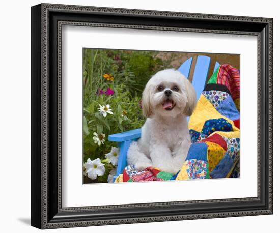 Shih Tzu puppy sitting on a colorful quilt in a garden-Zandria Muench Beraldo-Framed Photographic Print