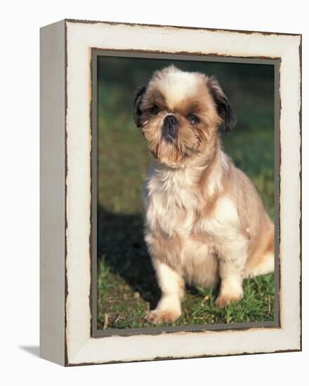 Shih Tzu Puppy Sitting on Grass-Adriano Bacchella-Framed Premier Image Canvas