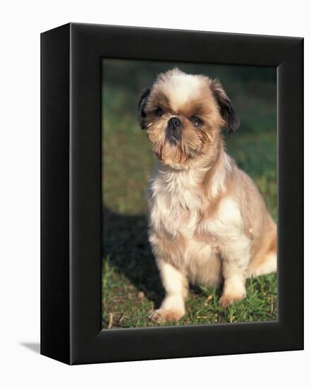 Shih Tzu Puppy Sitting on Grass-Adriano Bacchella-Framed Premier Image Canvas