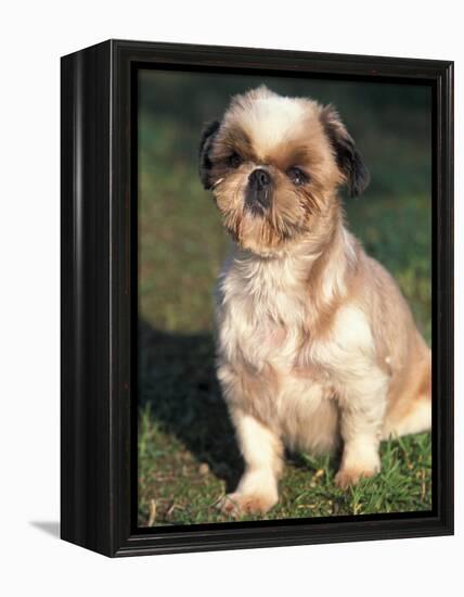 Shih Tzu Puppy Sitting on Grass-Adriano Bacchella-Framed Premier Image Canvas