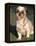 Shih Tzu Puppy Sitting on Grass-Adriano Bacchella-Framed Premier Image Canvas