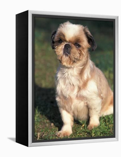 Shih Tzu Puppy Sitting on Grass-Adriano Bacchella-Framed Premier Image Canvas