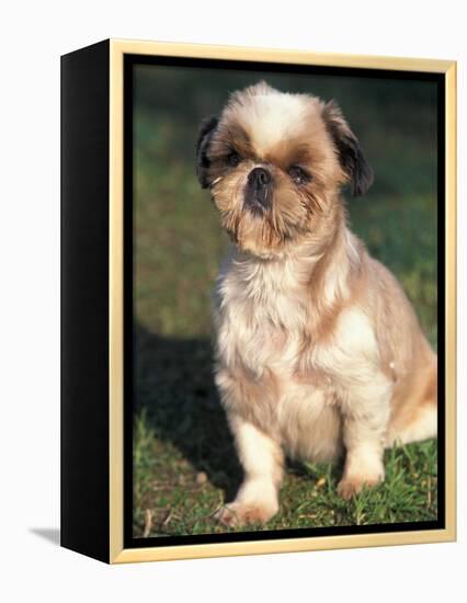 Shih Tzu Puppy Sitting on Grass-Adriano Bacchella-Framed Premier Image Canvas