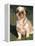 Shih Tzu Puppy Sitting on Grass-Adriano Bacchella-Framed Premier Image Canvas