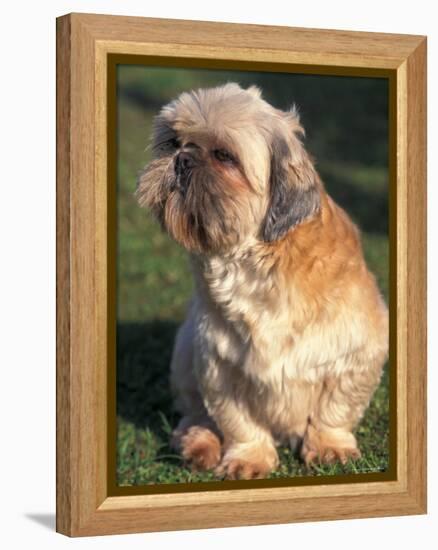 Shih Tzu Puppy Sitting on Grass-Adriano Bacchella-Framed Premier Image Canvas