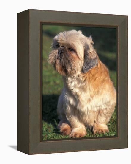 Shih Tzu Puppy Sitting on Grass-Adriano Bacchella-Framed Premier Image Canvas