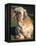 Shih Tzu Puppy Sitting on Grass-Adriano Bacchella-Framed Premier Image Canvas