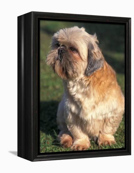 Shih Tzu Puppy Sitting on Grass-Adriano Bacchella-Framed Premier Image Canvas