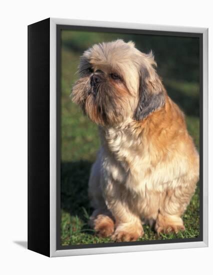 Shih Tzu Puppy Sitting on Grass-Adriano Bacchella-Framed Premier Image Canvas