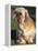 Shih Tzu Puppy Sitting on Grass-Adriano Bacchella-Framed Premier Image Canvas