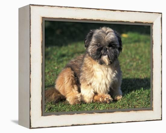 Shih Tzu Puppy Sitting on Grass-Adriano Bacchella-Framed Premier Image Canvas