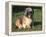 Shih Tzu Puppy Sitting on Grass-Adriano Bacchella-Framed Premier Image Canvas