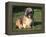 Shih Tzu Puppy Sitting on Grass-Adriano Bacchella-Framed Premier Image Canvas