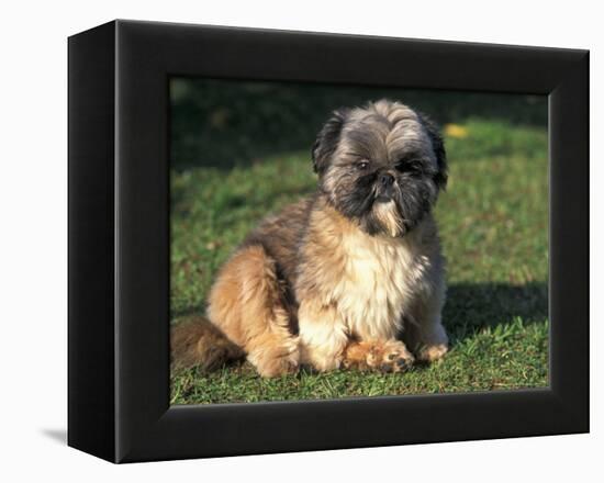 Shih Tzu Puppy Sitting on Grass-Adriano Bacchella-Framed Premier Image Canvas