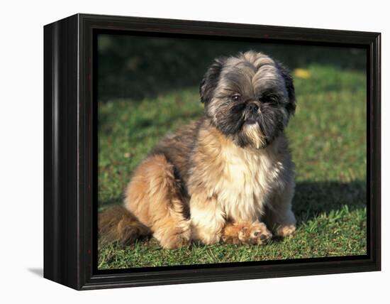 Shih Tzu Puppy Sitting on Grass-Adriano Bacchella-Framed Premier Image Canvas