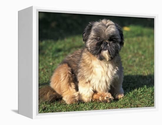 Shih Tzu Puppy Sitting on Grass-Adriano Bacchella-Framed Premier Image Canvas