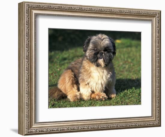 Shih Tzu Puppy Sitting on Grass-Adriano Bacchella-Framed Premium Photographic Print